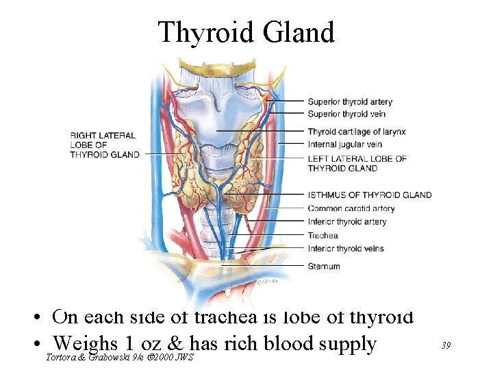 Thyroid Gland • On each side of trachea is lobe of thyroid • Tortora