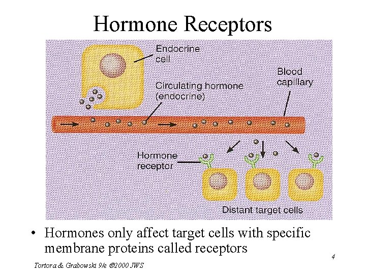 Hormone Receptors • Hormones only affect target cells with specific membrane proteins called receptors