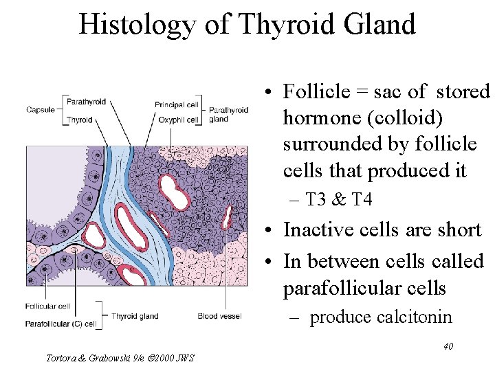 Histology of Thyroid Gland • Follicle = sac of stored hormone (colloid) surrounded by