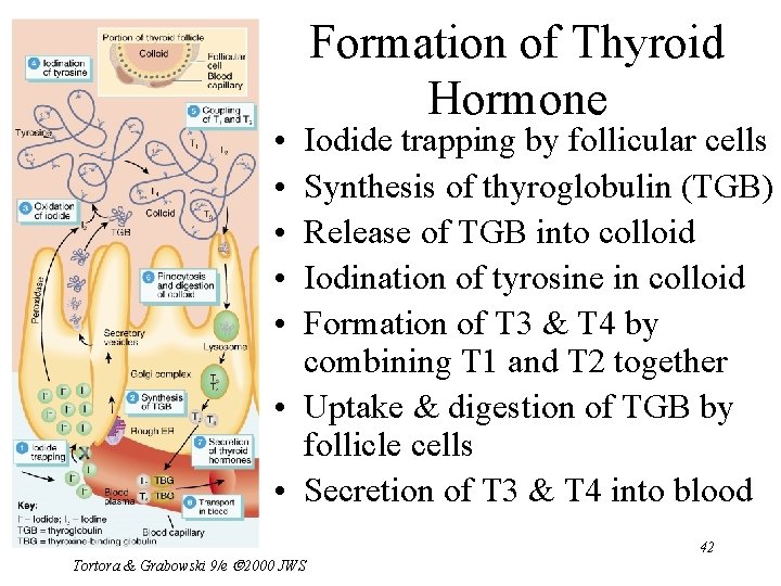  • • • Formation of Thyroid Hormone Iodide trapping by follicular cells Synthesis