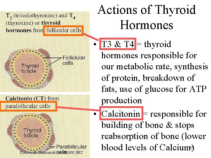 Actions of Thyroid Hormones Tortora & Grabowski 9/e 2000 JWS • T 3 &