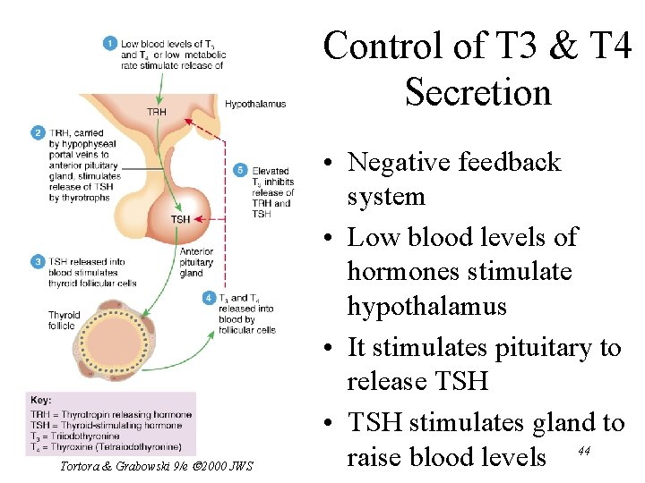 Control of T 3 & T 4 Secretion Tortora & Grabowski 9/e 2000 JWS
