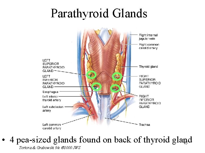 Parathyroid Glands • 4 pea-sized glands found on back of thyroid gland 45 Tortora