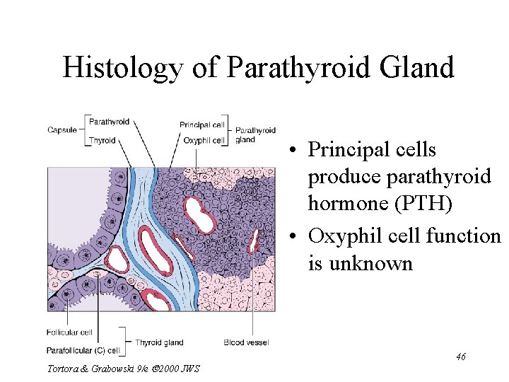 Histology of Parathyroid Gland • Principal cells produce parathyroid hormone (PTH) • Oxyphil cell