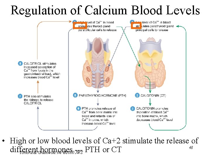 Regulation of Calcium Blood Levels • High or low blood levels of Ca+2 stimulate