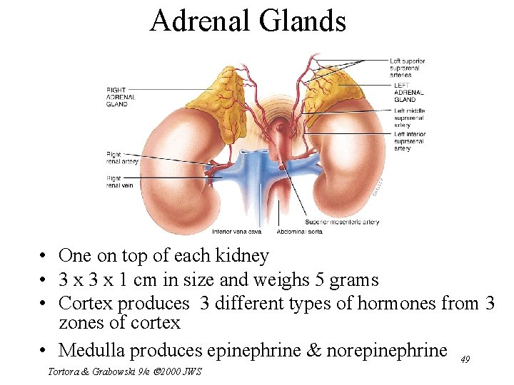 Adrenal Glands • One on top of each kidney • 3 x 1 cm