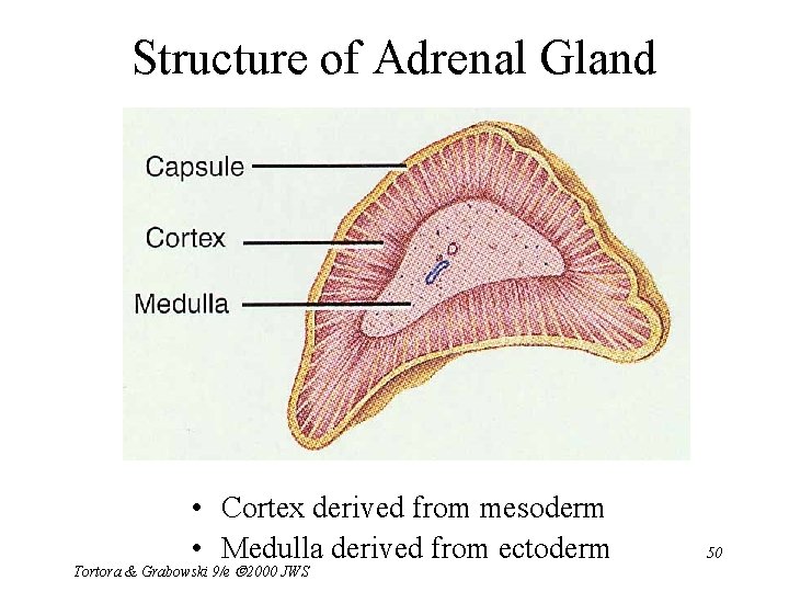 Structure of Adrenal Gland • Cortex derived from mesoderm • Medulla derived from ectoderm