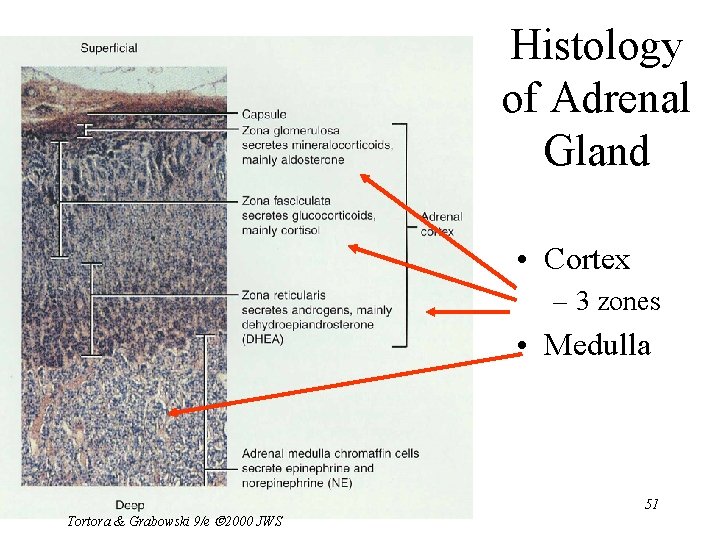 Histology of Adrenal Gland • Cortex – 3 zones • Medulla Tortora & Grabowski