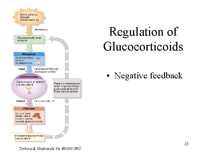 Regulation of Glucocorticoids • Negative feedback Tortora & Grabowski 9/e 2000 JWS 55 