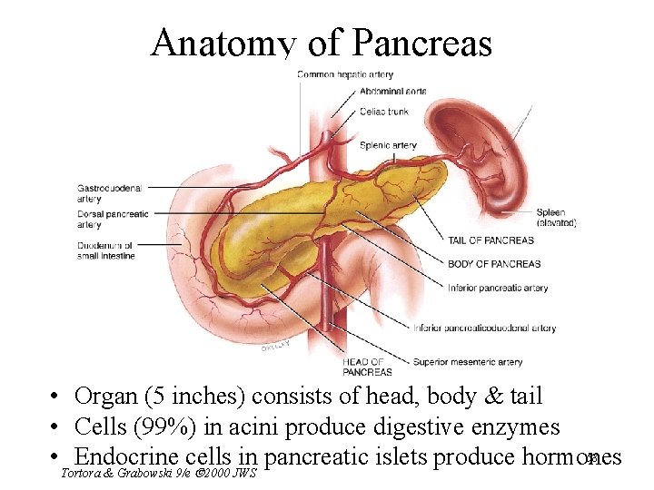 Anatomy of Pancreas • Organ (5 inches) consists of head, body & tail •