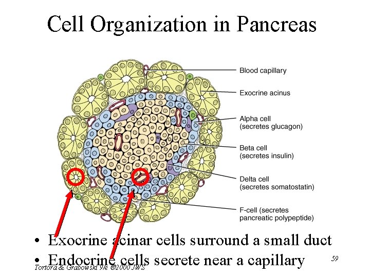 Cell Organization in Pancreas • Exocrine acinar cells surround a small duct 59 •