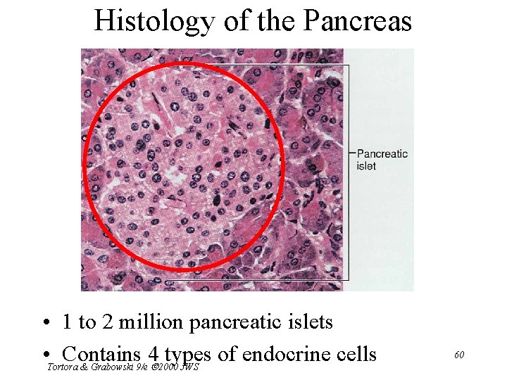 Histology of the Pancreas • 1 to 2 million pancreatic islets • Tortora Contains