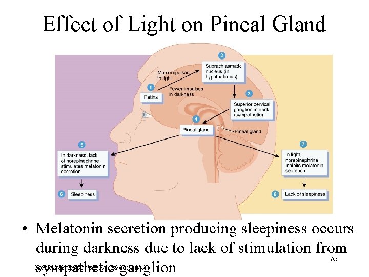 Effect of Light on Pineal Gland • Melatonin secretion producing sleepiness occurs during darkness