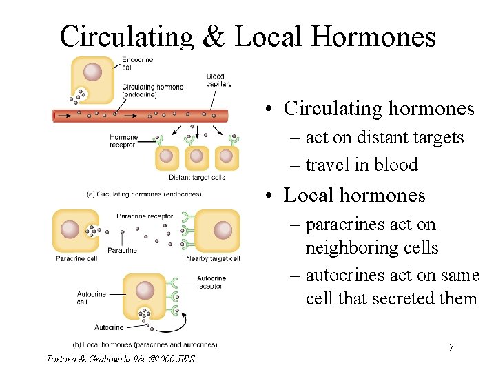 Circulating & Local Hormones • Circulating hormones – act on distant targets – travel