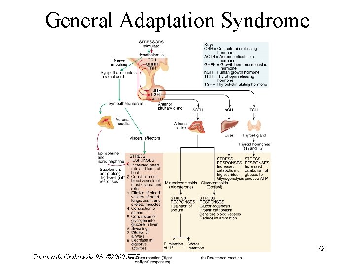 General Adaptation Syndrome Tortora & Grabowski 9/e 2000 JWS 72 