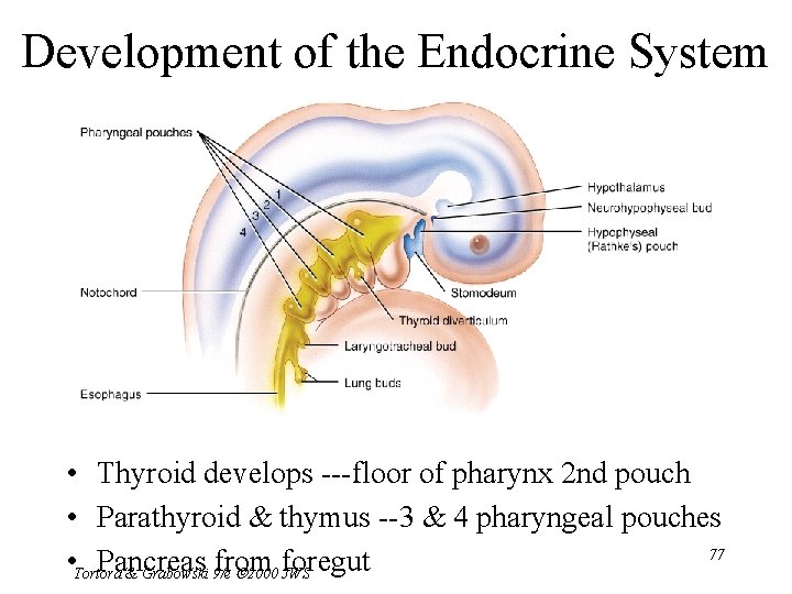 Development of the Endocrine System • Thyroid develops ---floor of pharynx 2 nd pouch