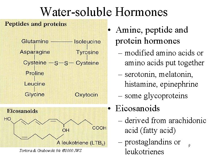 Water-soluble Hormones • Amine, peptide and protein hormones – modified amino acids or amino