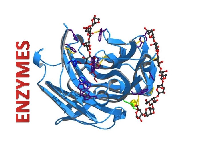 ENZYMES 