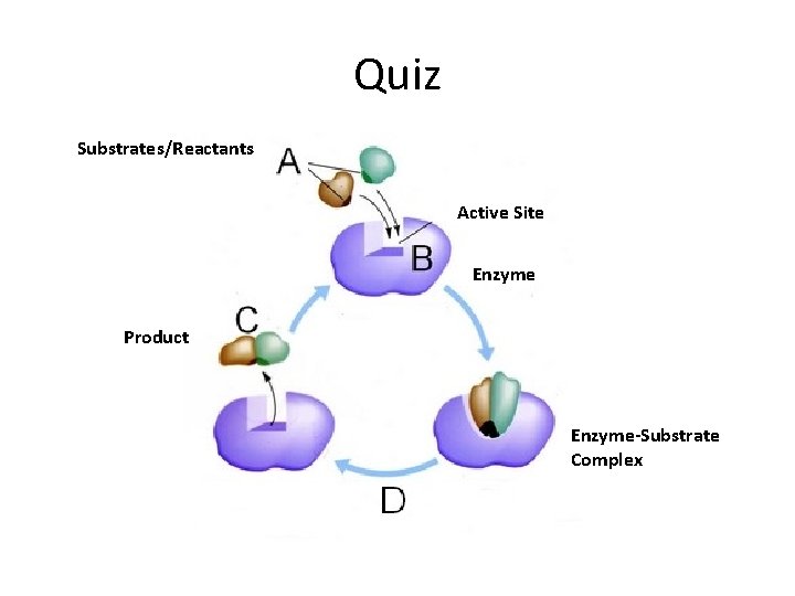 Quiz Substrates/Reactants Active Site Enzyme Product Enzyme-Substrate Complex 