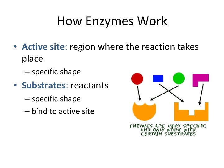 How Enzymes Work • Active site: region where the reaction takes place – specific