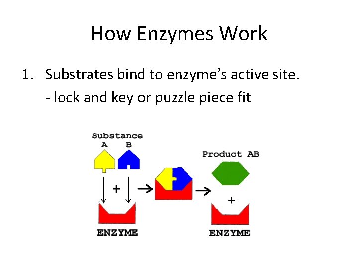 How Enzymes Work 1. Substrates bind to enzyme’s active site. - lock and key