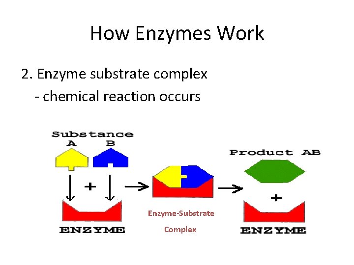 How Enzymes Work 2. Enzyme substrate complex - chemical reaction occurs Enzyme-Substrate Complex 
