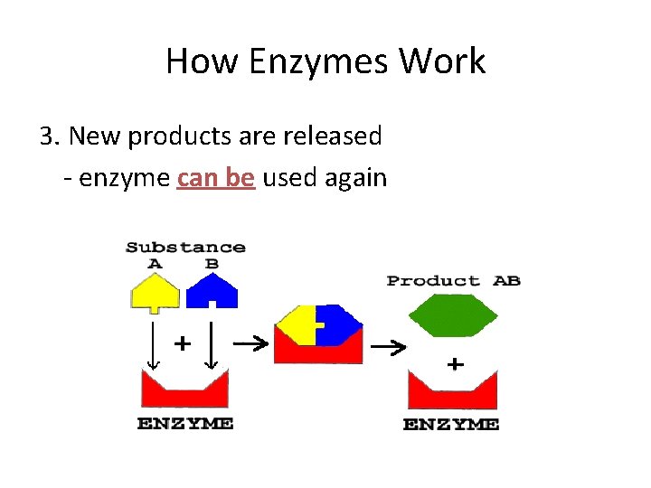 How Enzymes Work 3. New products are released - enzyme can be used again