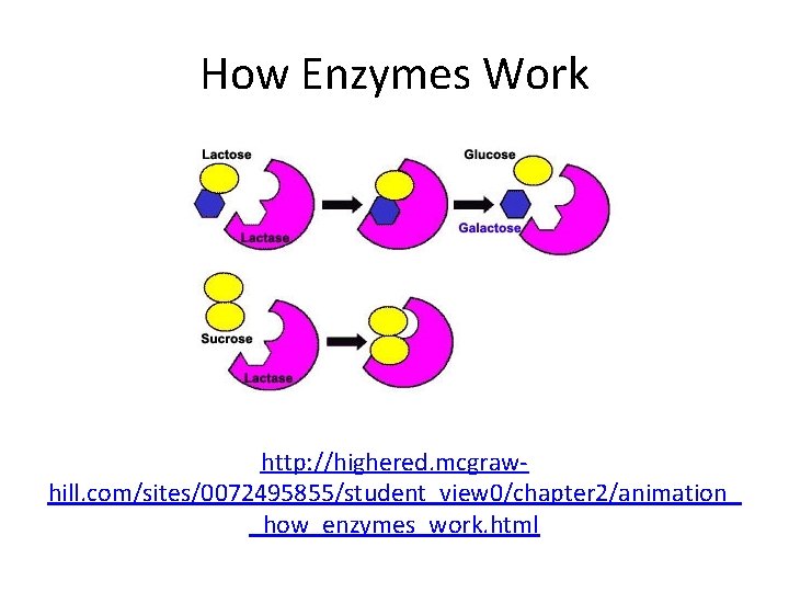 How Enzymes Work http: //highered. mcgrawhill. com/sites/0072495855/student_view 0/chapter 2/animation_ _how_enzymes_work. html 