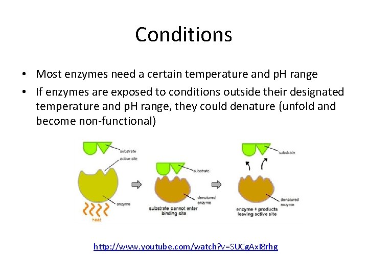Conditions • Most enzymes need a certain temperature and p. H range • If