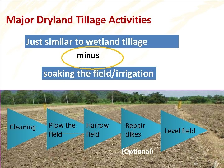 Major Dryland Tillage Activities Just similar to wetland tillage minus soaking the field/irrigation Cleaning