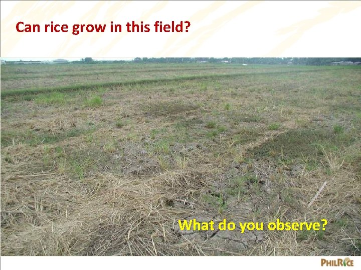 Can rice grow in this field? What do you observe? 