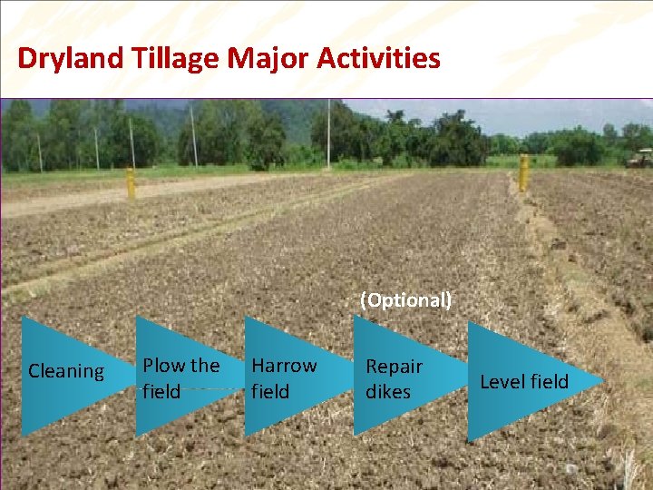 Dryland Tillage Major Activities (Optional) Cleaning Plow the field Harrow field Repair dikes Level