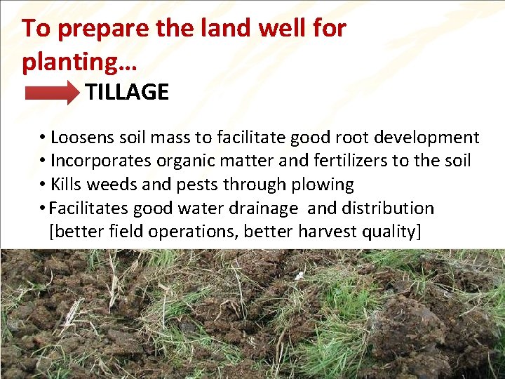 To prepare the land well for planting… TILLAGE • Loosens soil mass to facilitate