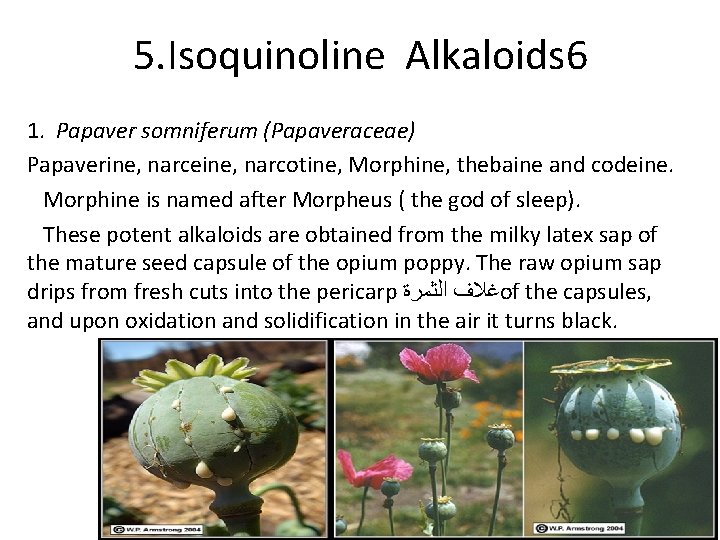 5. Isoquinoline Alkaloids 6 1. Papaver somniferum (Papaveraceae) Papaverine, narceine, narcotine, Morphine, thebaine and