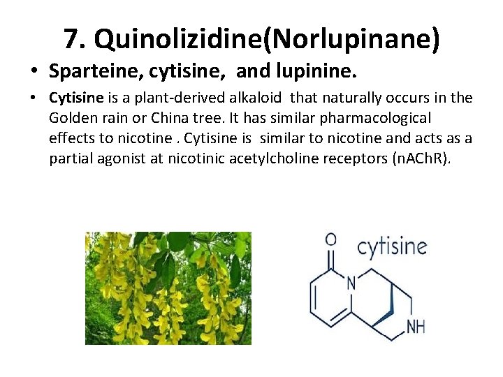 7. Quinolizidine(Norlupinane) • Sparteine, cytisine, and lupinine. • Cytisine is a plant-derived alkaloid that