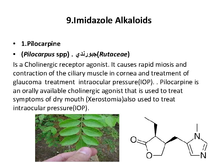 9. Imidazole Alkaloids • 1. Pilocarpine • (Pilocarpus spp). (ﺟﺒﻮﺭﻧﺪﻱ Rutaceae) Is a Cholinergic