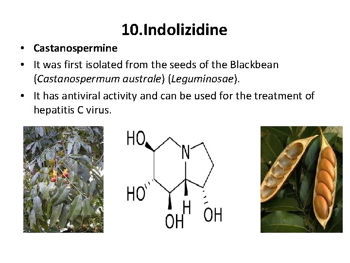 10. Indolizidine • Castanospermine • It was first isolated from the seeds of the