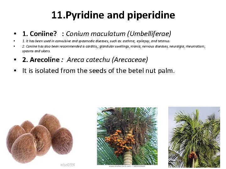 11. Pyridine and piperidine • 1. Coniine? : Conium maculatum (Umbelliferae) • • 1.