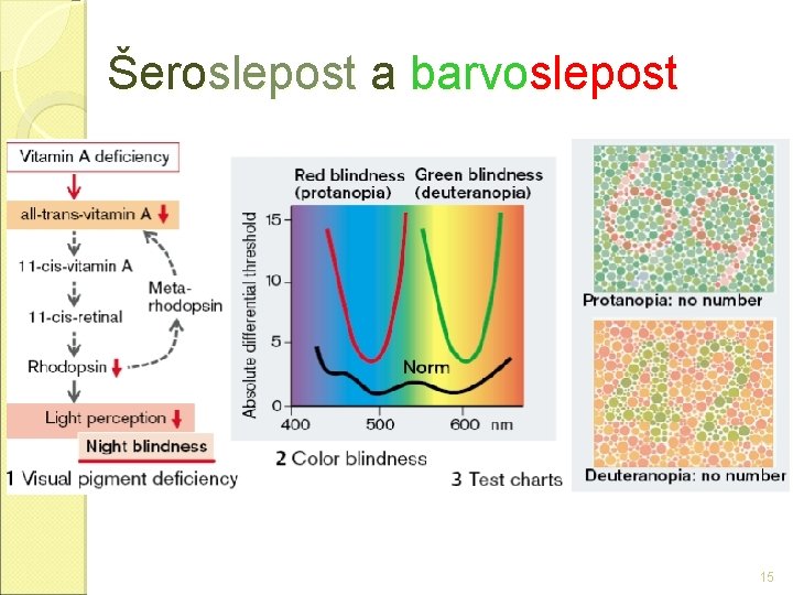 Šeroslepost a barvoslepost 15 