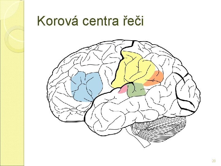 Korová centra řeči 28 