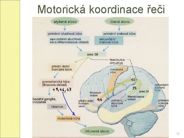 Motorická koordinace řeči 30 