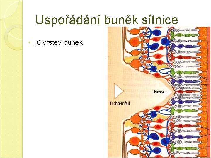 Uspořádání buněk sítnice • 10 vrstev buněk 4 