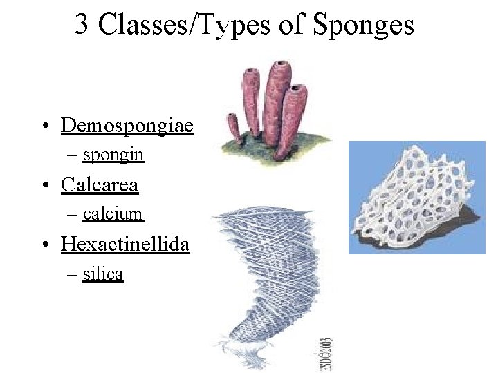 3 Classes/Types of Sponges • Demospongiae – spongin • Calcarea – calcium • Hexactinellida