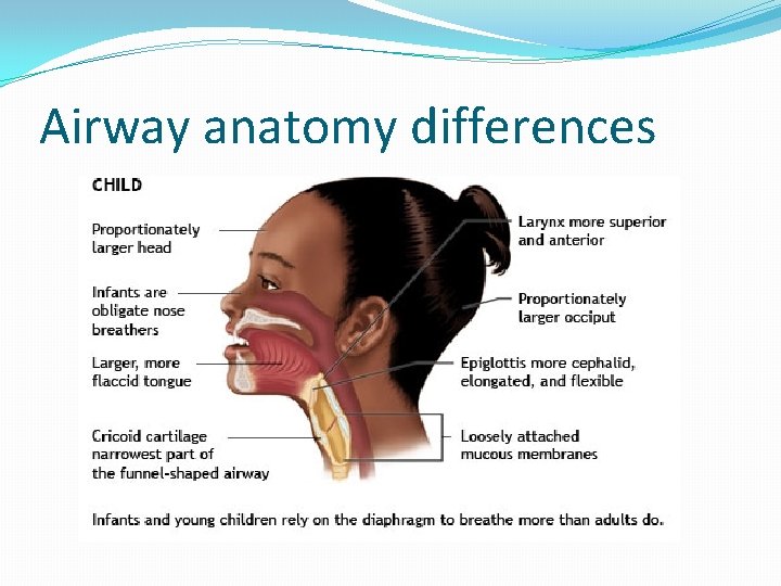 Airway anatomy differences 