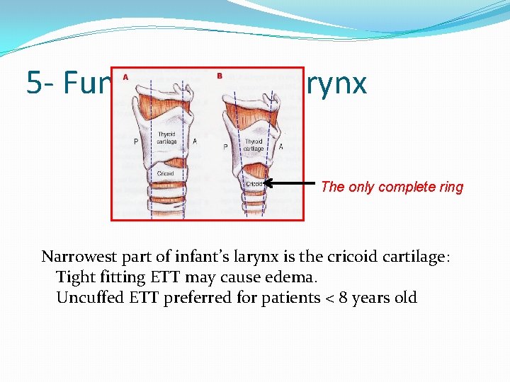 5 - Funnel shaped larynx The only complete ring Narrowest part of infant’s larynx