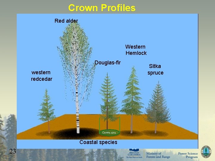 Crown Profiles Red alder Western Hemlock Douglas-fir western redcedar Crown area Coastal species 23
