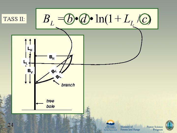 TASS II: LH LL BV BH BC BL branch tree bole 24 