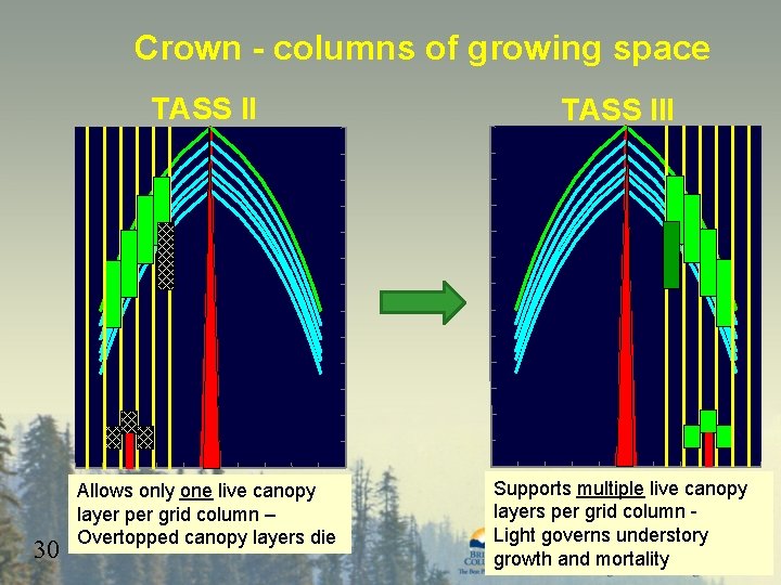 Crown - columns of growing space 30 TASS III Allows only one live canopy