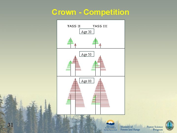 Crown - Competition Age 30 Age 50 Age 80 31 