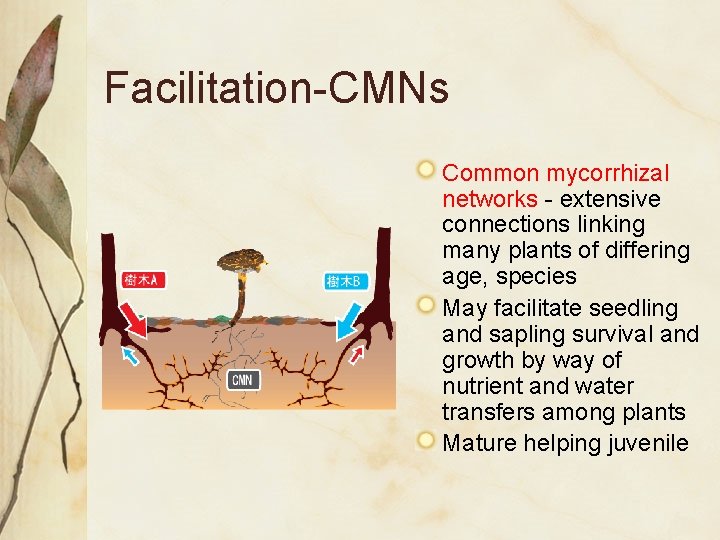 Facilitation-CMNs Common mycorrhizal networks - extensive connections linking many plants of differing age, species